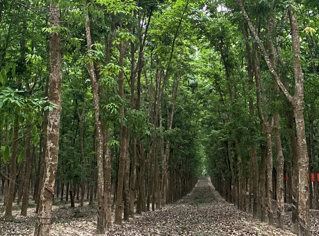 1717725753806053460.jpg 1717725753806053460.jpg