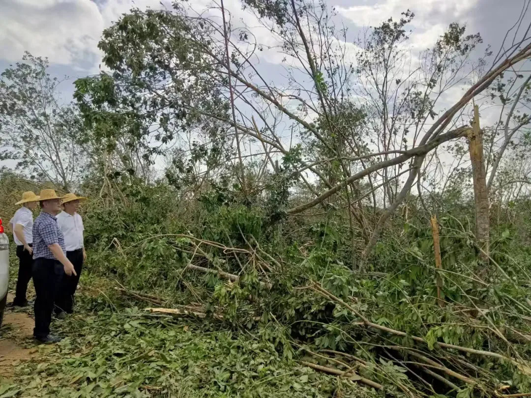 1726196097905016248.jpg 1726196097905016248.jpg