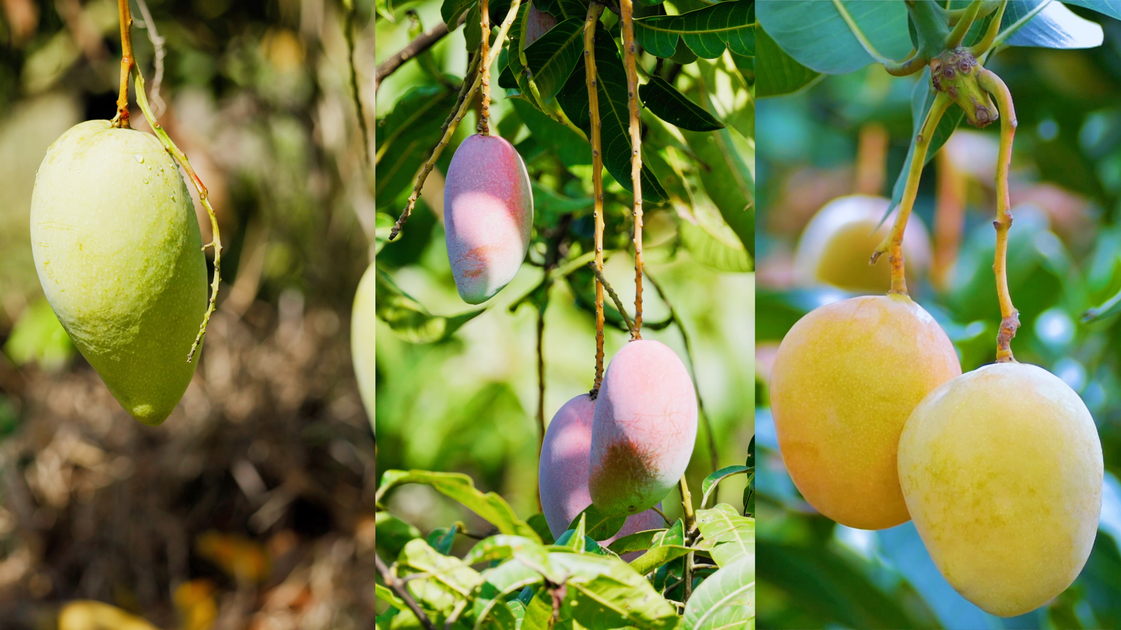 1747617803857078514.jpg 1747617803857078514.jpg